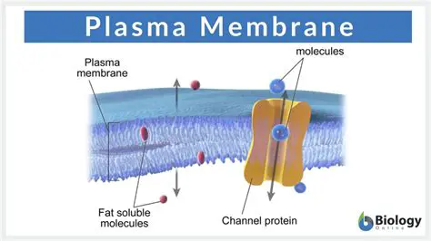 Structure and Function of the Plasma Membrane