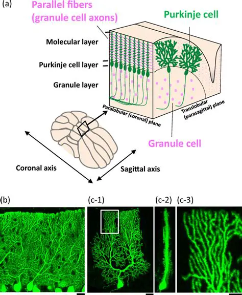 Structure of Purkinje Fibers