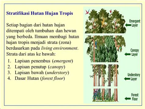 Struktur Hutan Hujan Tropis