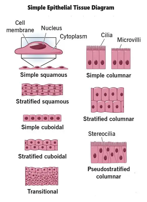 Suffixes Indicating Structure or Tissue