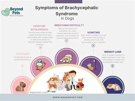 Symptoms of Brachycephalic Syndrome