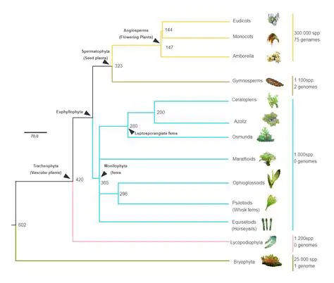 Table of Phylogenetic Relationships