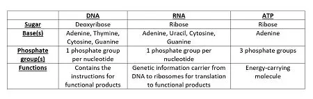 Table structure differences