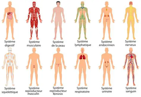 Tableau des parties du corps