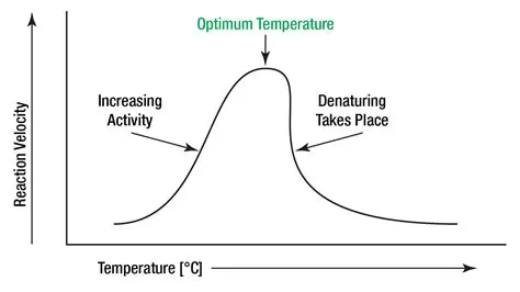 Temperature and Enzyme Activity