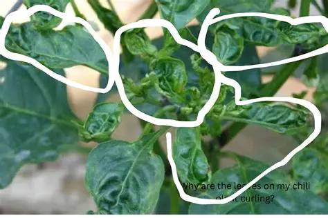 Test the Effectiveness of Vegetable Fungicides in Controlling Antracnosis in Chili Plants