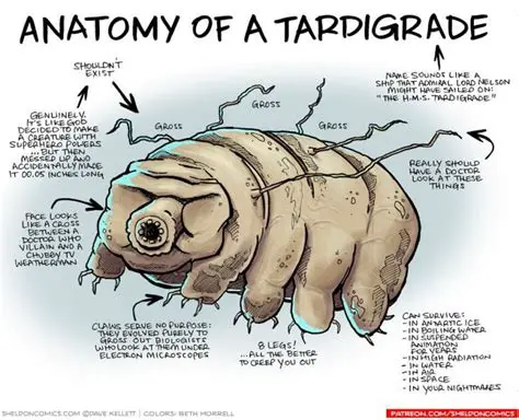The Anatomy of Tardigrades