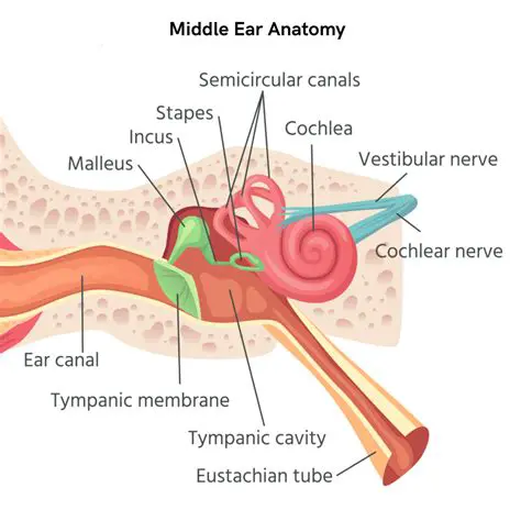 The Anatomy of the Middle Ear