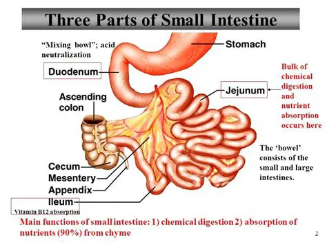 The Anatomy of the Small Intestine