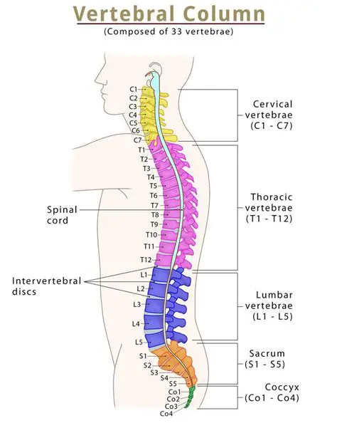 The Anatomy of the Spinal Column