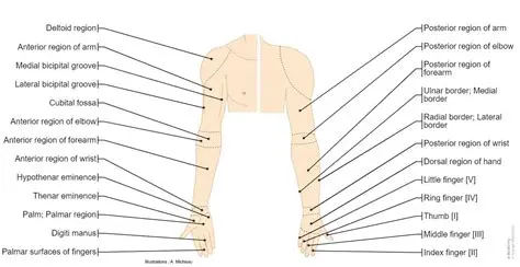 The Anatomy of the Upper Limb