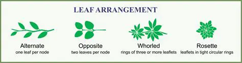 The arrangement of leaves on a stem