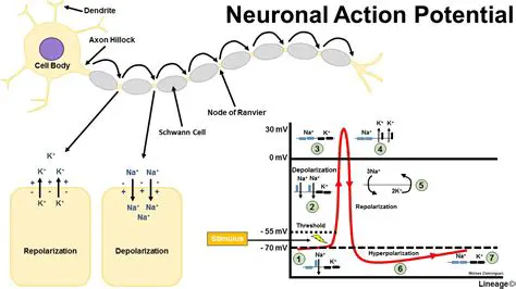 The Basics of Action Potential Generation