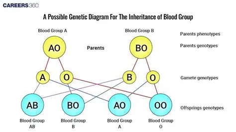 The Basics of Blood Group Inheritance