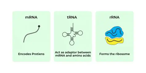 The Basics of mRNA and DNA