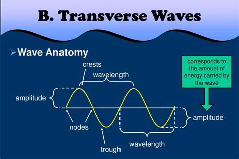 The Basics of Transverse Waves