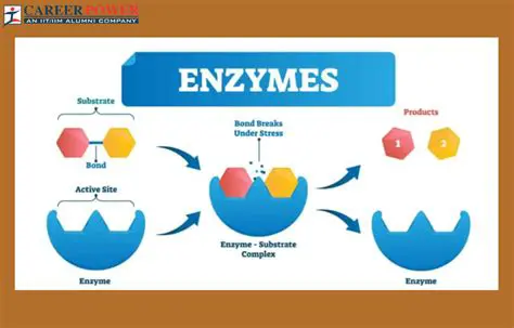 The Benefits of Biological Enzymes
