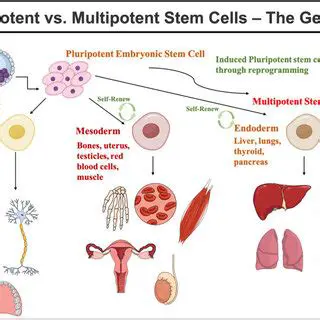 The Benefits of Pluripotent Stem Cells