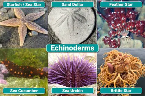 The Biology of Echinoderms