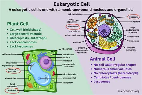 The Biology of Eukaryotic Cells