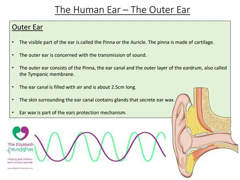 The Biology of Sound Perception