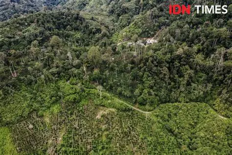 The Bitter Reality of Mandailing Coffee Farmers