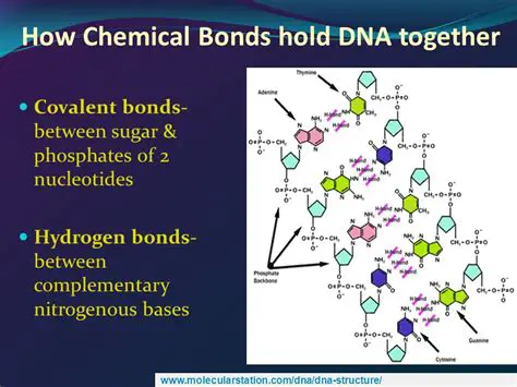 The Bonds that Hold DNA Together