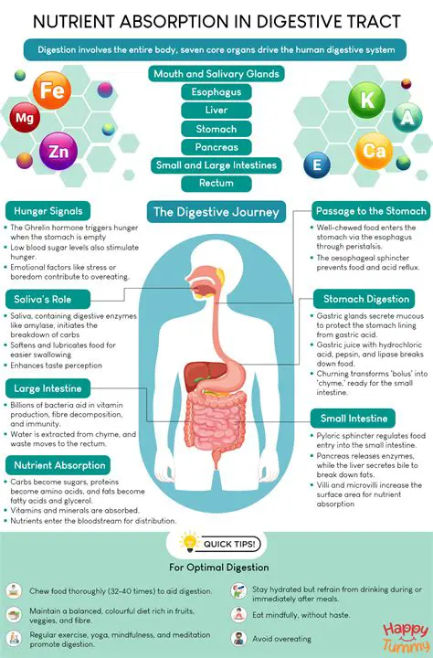 The Breakdown of Bones into Nutrients