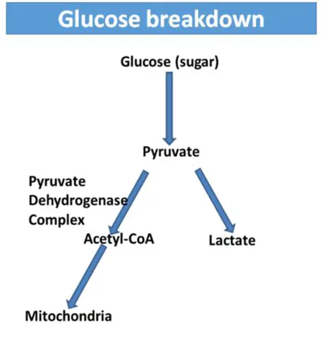 The Breakdown of Glucose in Aerobic Respiration