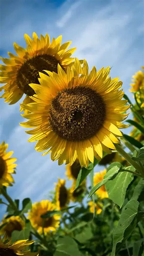 The Bright and Cheerful Appearance of Sunflowers