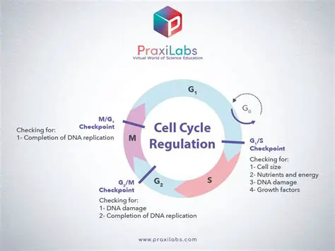 The Cell Cycle and Gene Regulation