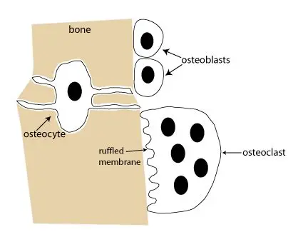 The Cells Involved in Bone Deposition