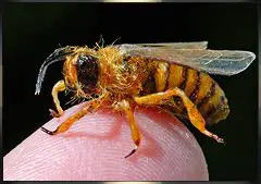 The Challenges of Insect Filming