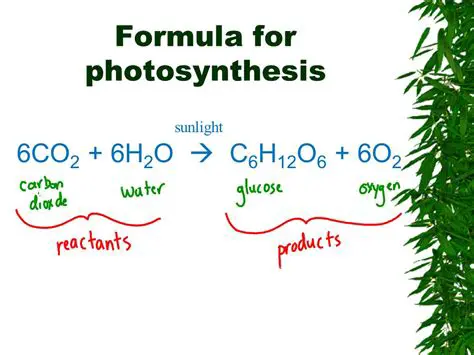 The Chemical Equation for Photosynthesis