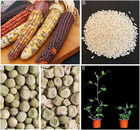 The Combination of Planting Media and Its Effects on Cananga Seed Growth