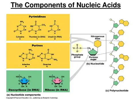The Components of Nucleic Acids