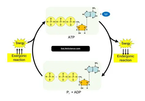 The Components Required to Produce ATP
