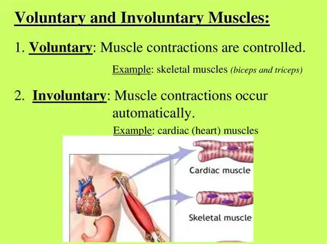 The Concept of Voluntary Muscles