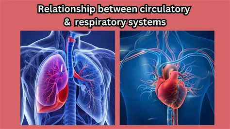 The Connection between the Respiratory and Circulatory Systems