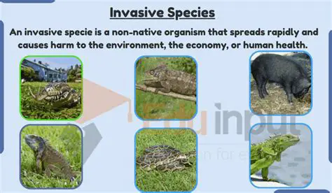 The Consequences of Invasive Species on Ecosystem Stability