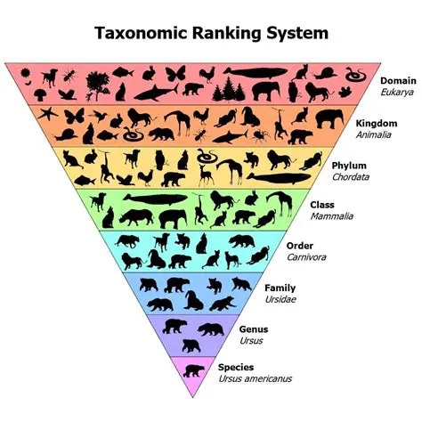 The Current Taxonomic System