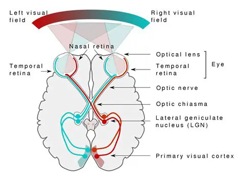 The Delay of the Signal between the Retina and the Brain