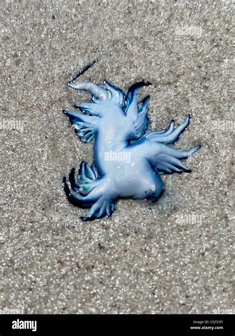 The Delicacy of Sea Swallows