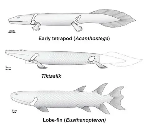 The Discovery of Tiktaalik