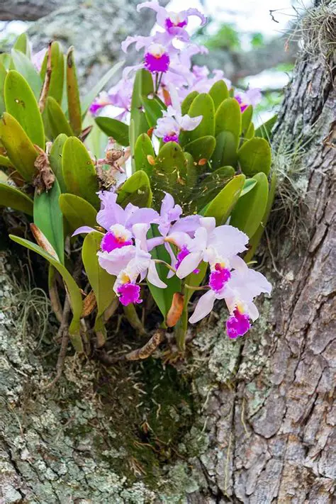 The Effect of Giving Coconut Water and NAA on the Growth of Cattleya Orchids in Vitro