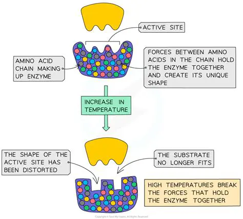 The Effect of Heat on Enzymes