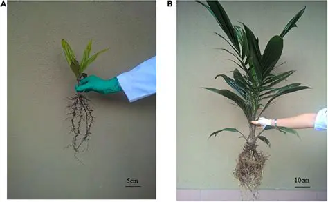 The Effects of AVM on Oil Palm Seedlings in Histosol and Ultisol Planting Media