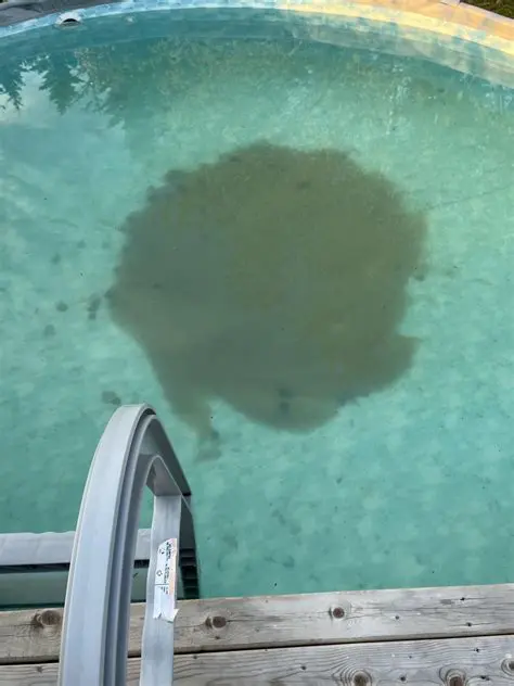 The Effects of Cloudy Water on Algae