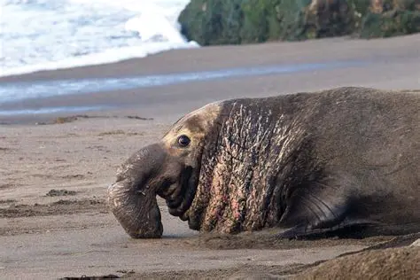 The Effects of Hunting on Northern Elephant Seals