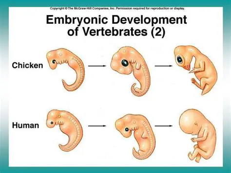 The Embryonic Development of Vertebrates